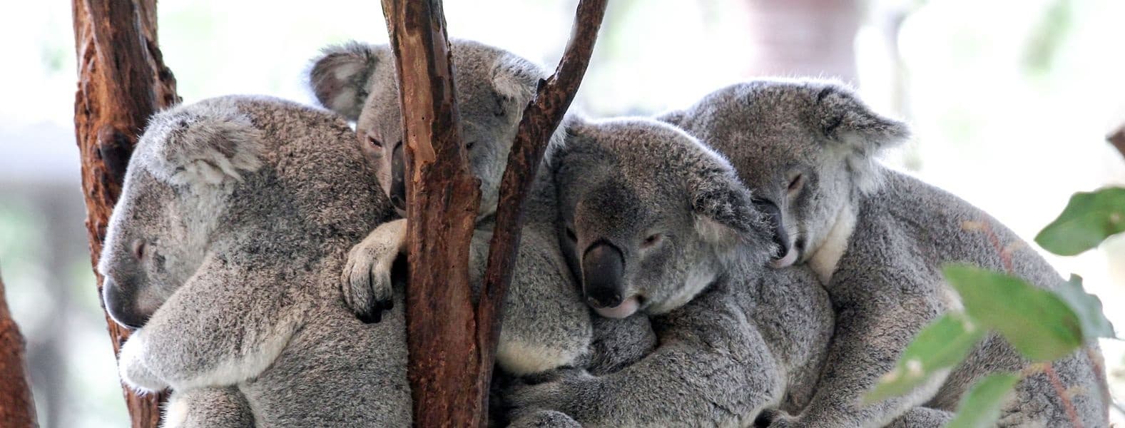 A family of four grey koalas snuggled up against each other sitting on branches of a gum tree with bright green leaves visible to the right.