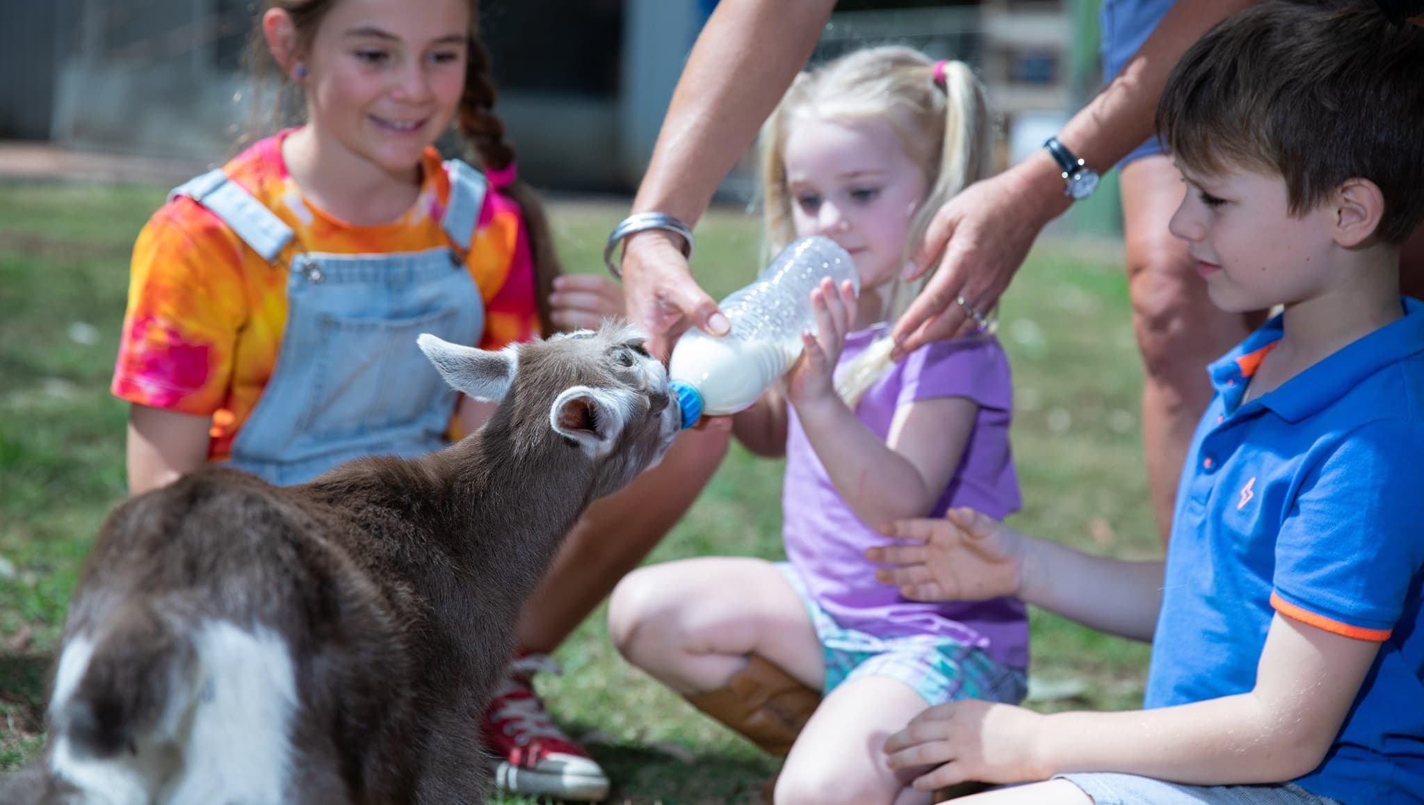 With the help of a guide, one child is giving a baby llama some milk as the others look on. The other two children watch, obviously excited, and eagerly awaiting their turn.