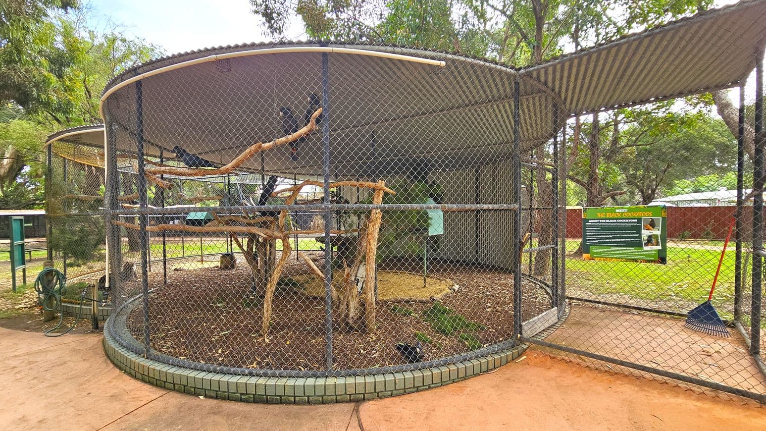 A circular aviary with a chain-link fence encloses a habitat with branches for birds to perch on. Inside, there are several wooden perches and a dirt floor. A sign on the right provides information about black cockatoos. A garden hose is coiled on the left, and a rake leans against the fence on the right. The background features trees and a grassy area, with a red fence visible in the distance. The aviary has a corrugated metal roof.