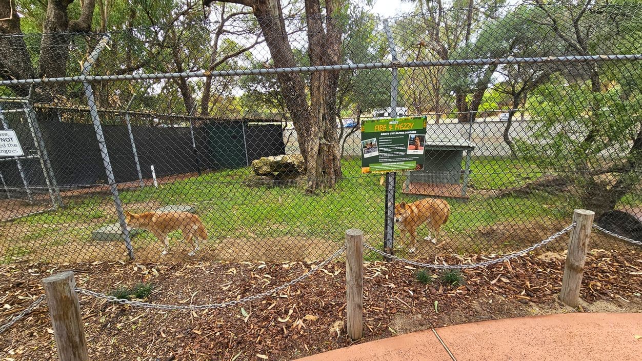 A fenced enclosure with two dingoes inside, one on the left and one on the right. The ground is covered with grass and some fallen leaves. In the centre, a sign provides information about the dingoes. Behind the fence, there are trees and a small shelter. The foreground has a chain barrier supported by wooden posts, with a dirt and mulch-covered ground.