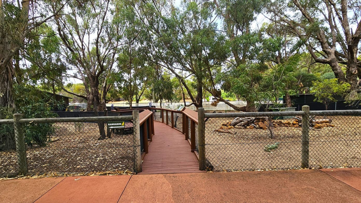 A wooden walkway extends from the foreground to the background, flanked by chain-link fences on both sides. A sign on the left fence reads "KANGAROO". The ground is covered with brown mulch and scattered leaves. Large trees with dense foliage surround the area, providing shade. In the background, there are more trees and some structures, possibly enclosures. The walkway leads towards a more open area beyond the trees.