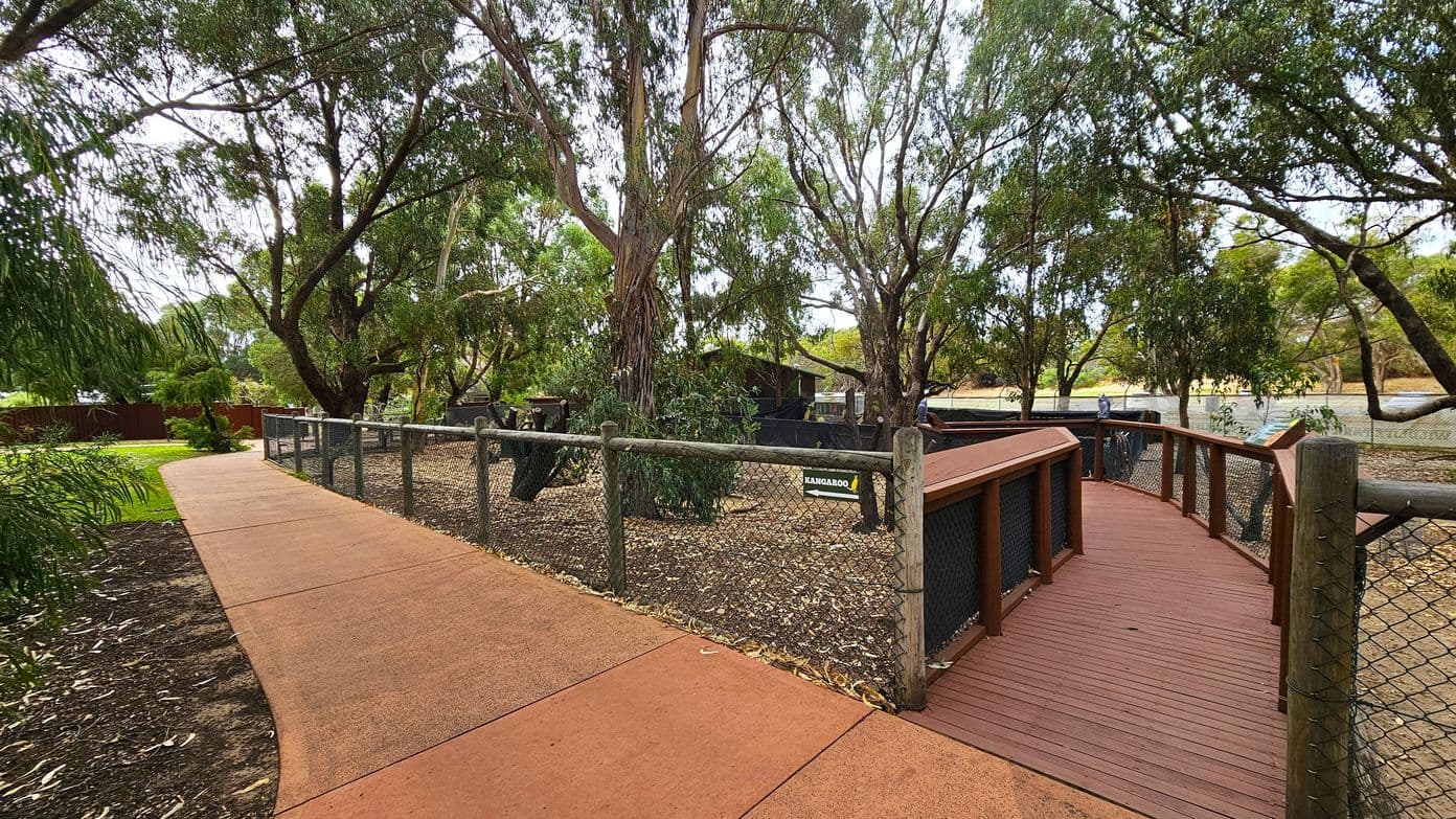 A pathway splits into two directions, with a reddish-brown paved path on the left and a wooden boardwalk on the right. Both paths are bordered by wooden fences with wire mesh. Tall trees with dense foliage surround the area, providing shade. In the centre, a sign with the word "KANGAROO" is visible, suggesting an animal enclosure. The ground is covered with mulch and leaves, and the background features more trees and a glimpse of a fence.