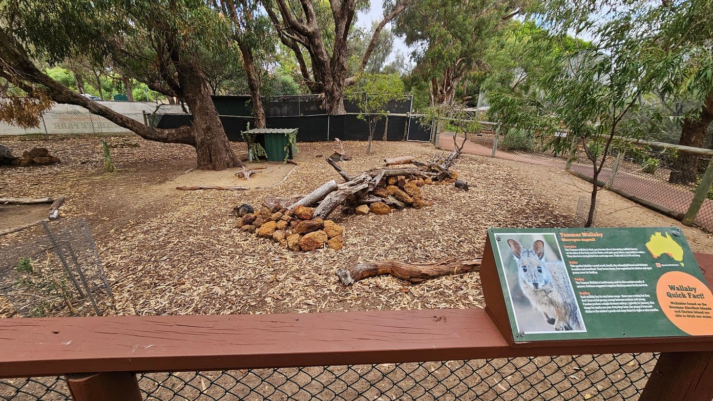 A fenced enclosure with a dirt and leaf-covered ground. In the centre, there's a pile of rocks and logs. Large trees with thick trunks and branches are scattered throughout. A small green shelter is visible near the back. On the right, a sign with information about the Tammar Wallaby, including a photo and a map of Australia, is mounted on a wooden railing. The background shows more trees and a wire fence.