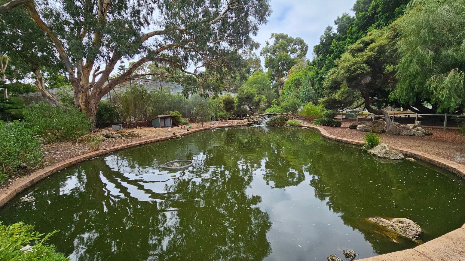 A tranquil pond with greenish water reflecting the surrounding trees. On the left, a large tree with a thick trunk and spreading branches stands near the water's edge. The right side features dense foliage and rocks along the bank. In the background, a variety of trees and shrubs create a lush, natural setting. The ground around the pond is covered with mulch and small rocks, and a low fence is visible in the distance.