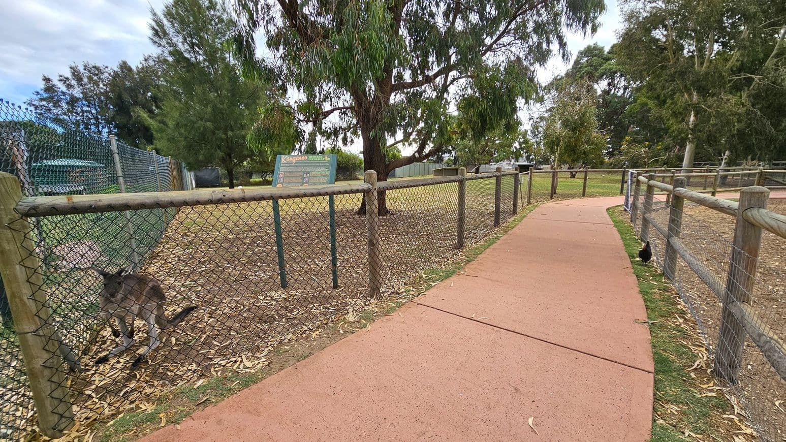 A paved path curves through a park, bordered by wooden fences on both sides. On the left, a kangaroo is visible behind a chain-link fence, with a sign nearby. A large tree stands in the centre, surrounded by grass and scattered leaves. On the right, a small black bird is near the fence. The background is filled with more trees and greenery.