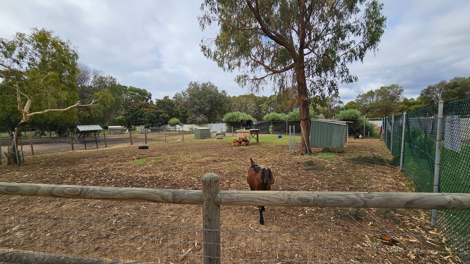 A fenced animal enclosure with a goat in the foreground near a wooden fence. The ground is covered with dry leaves and patches of grass. In the middle, a tree stands next to a small green shed. Several other animals, including another goat, are visible in the background. The left side has more trees and a small shelter, while the right side features a green chain-link fence. The area is surrounded by dense greenery and trees.