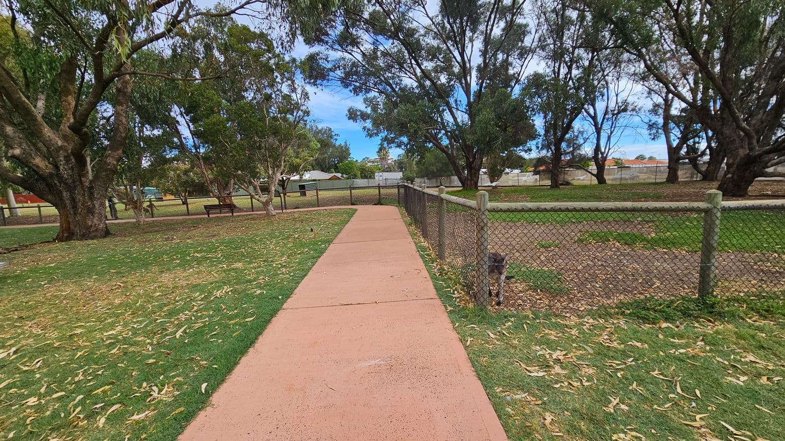 A paved path runs through a park, bordered by grass and scattered leaves. On the left, large trees provide shade, and a wooden bench is visible. To the right, a chain-link fence encloses a grassy area where a dog stands near the fence. In the background, more trees and some buildings can be seen. The scene is calm and open, with a mix of natural and man-made elements.