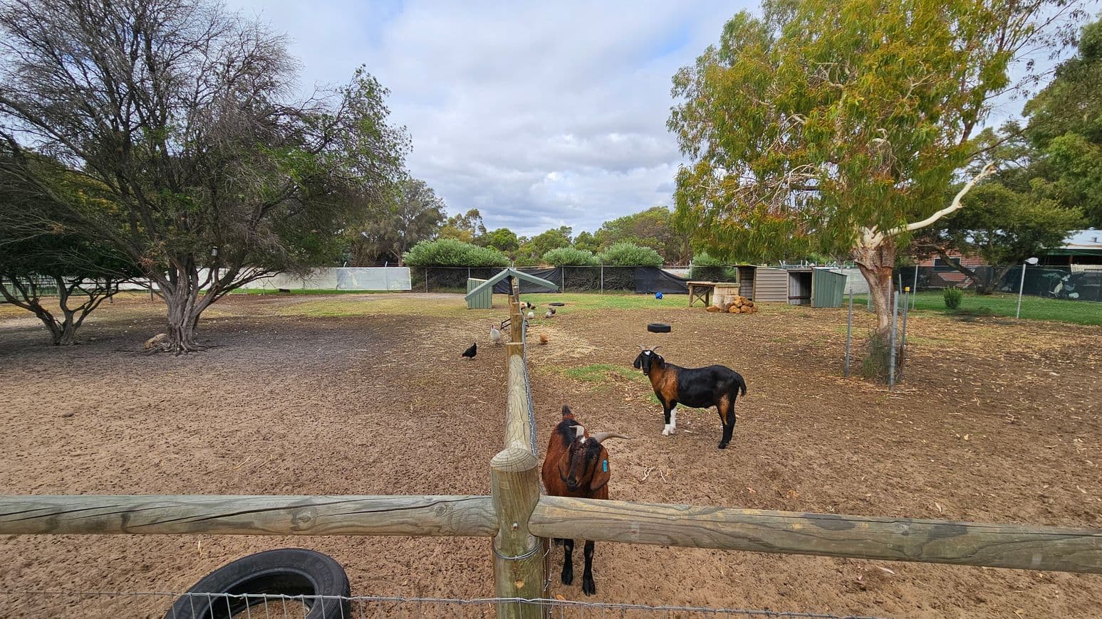 A fenced paddock with a dirt and patchy grass surface. On the right, a goat stands near a tree with a white trunk. In the centre, several chickens are scattered around, with a small shelter nearby. On the left, a large tree with dense branches provides shade. The background features more trees and a wire fence. A tyre lies on the ground near the fence in the foreground.