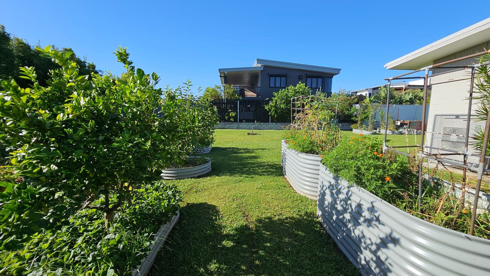 A garden with raised metal planters filled with lush green plants and flowers is in the foreground. On the left, a dense bush with broad leaves, and on the right, a planter with orange flowers and a metal trellis. In the background, a modern house with a flat roof and large windows is visible, surrounded by more greenery. The lawn is neatly mowed, and the sky is clear.