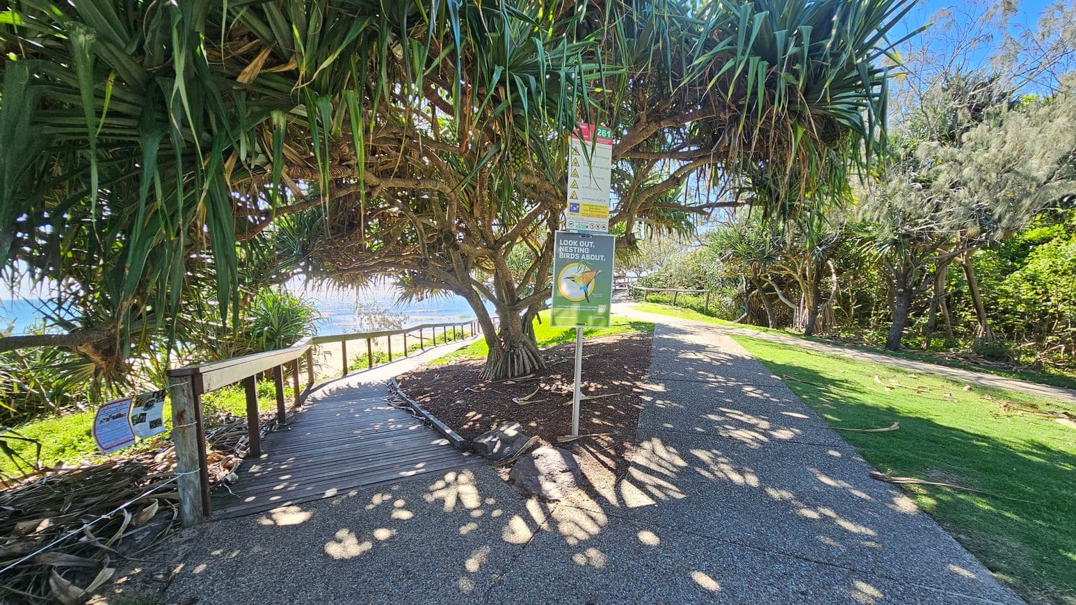 A pathway with a wooden boardwalk on the left, leading towards a beach area. A large tree with dense, spiky leaves provides shade over the path. A signpost with warnings about nesting birds is prominently displayed near the tree. The ground is a mix of concrete and grass, with dappled sunlight filtering through the leaves. On the right, there is a grassy area with more trees and foliage. The background shows glimpses of the ocean.