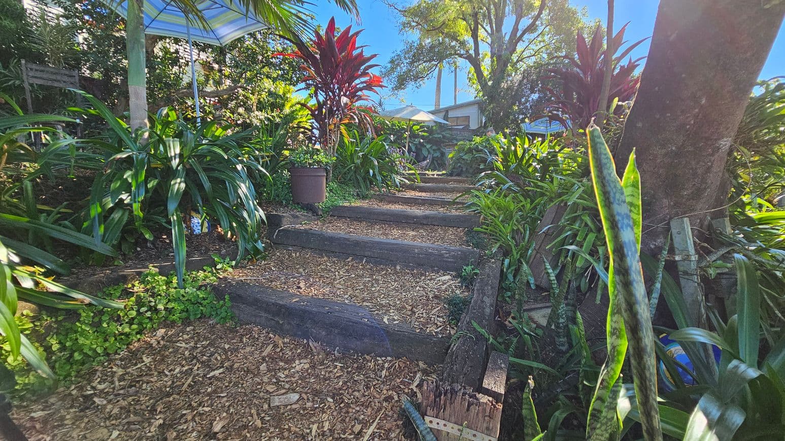 A garden path with wooden steps leads upwards, surrounded by lush greenery and various plants. On the left, a large plant with broad leaves is visible, and a striped umbrella provides shade. On the right, a tall tree trunk and more foliage are present. In the background, a house is partially visible through the trees, and another umbrella is seen. The ground is covered with wood chips and leaves.