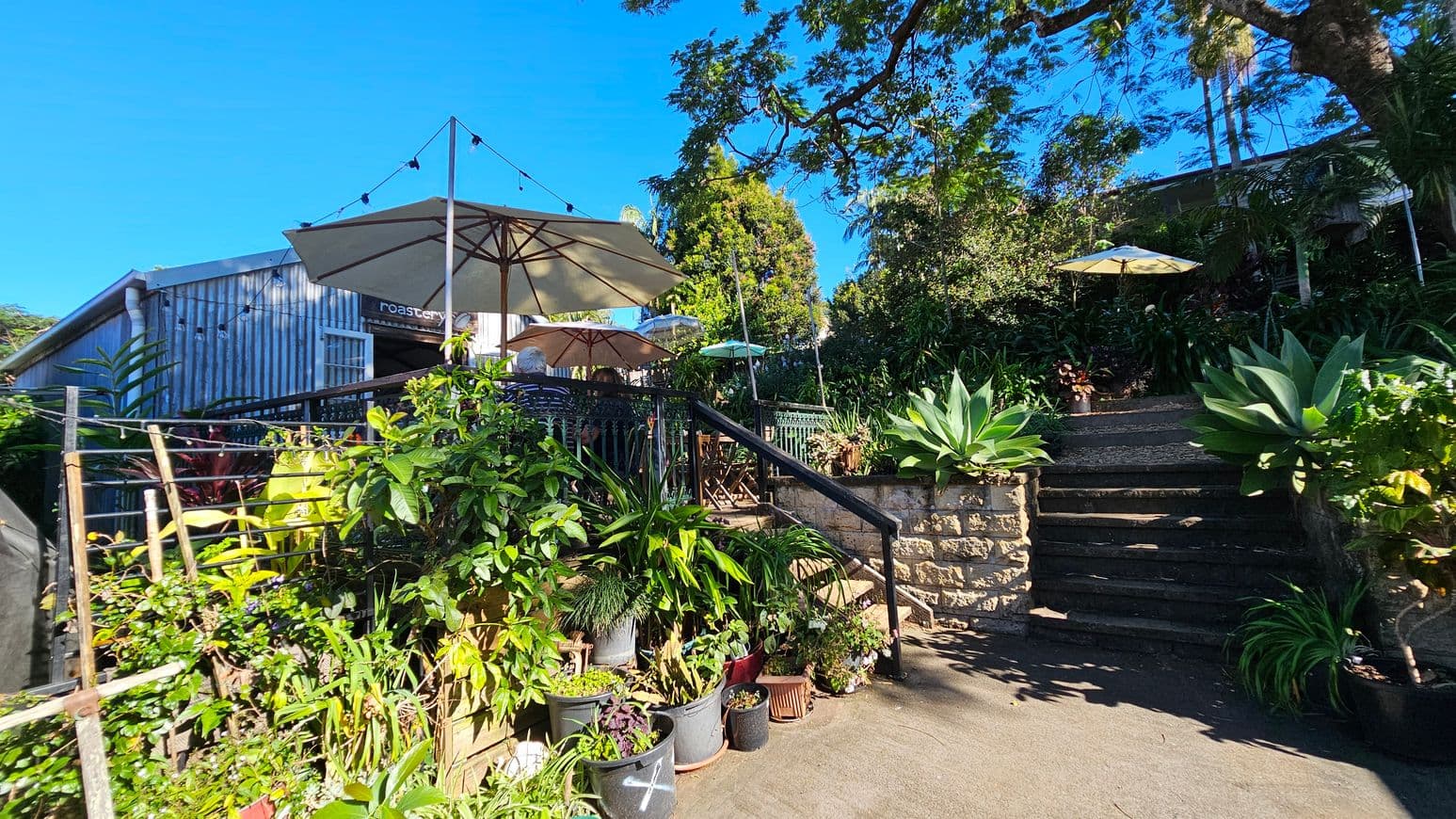 A garden setting with a stone staircase leading upwards, flanked by lush green plants in pots. On the left, a wooden structure with a sign reading "roastery" is visible. Several large umbrellas provide shade over outdoor seating areas. String lights are strung above, and a large tree with spreading branches is in the background. The ground is paved, and the area is surrounded by dense foliage.