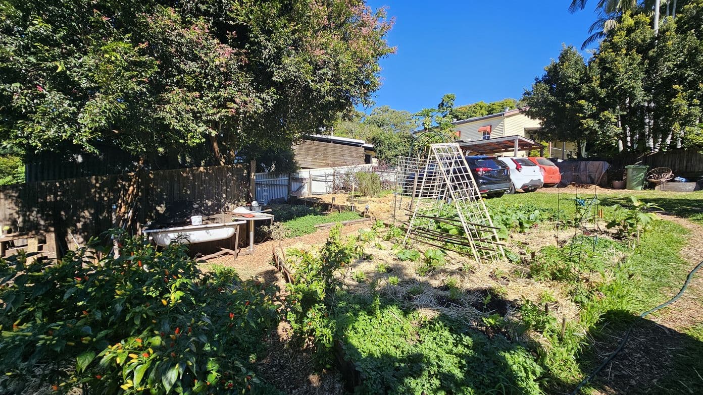 A garden with various plants and vegetables growing in organised plots. On the left, a bathtub is repurposed as a planter, surrounded by lush greenery. A wooden fence and large trees provide shade. In the centre, a metal trellis supports climbing plants. On the right, several cars are parked near a house with a carport. The ground is covered with straw and grass, and a hose lies on the grass.
