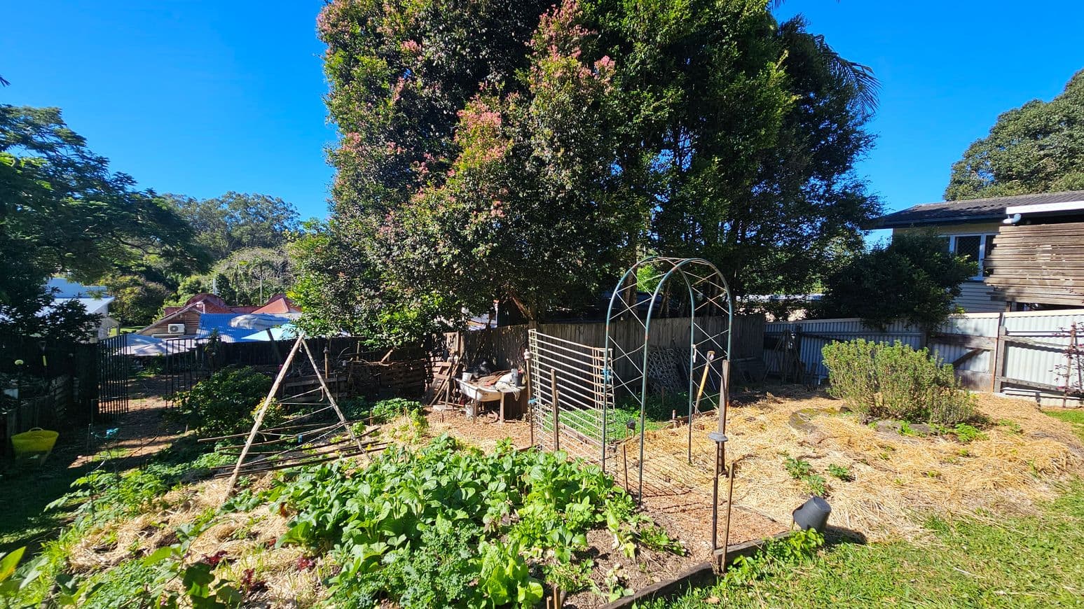 A garden with a variety of plants and vegetables growing in the foreground, surrounded by straw mulch. On the right, a metal arch structure stands near a patch of herbs. In the background, a large tree with dense foliage provides shade, and a wooden fence separates the garden from neighbouring houses. A table with gardening tools is visible under the tree. The garden is enclosed by a metal fence on the left, with a pathway leading out. A house with a corrugated roof is partially visible on the right.