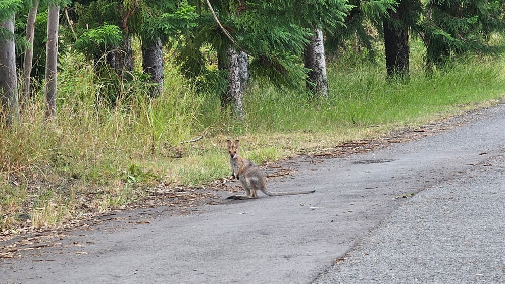 A small kangaroo is standing on a paved road, looking towards the camera. On the left, there is a grassy area with tall, dry grass and several trees with thick trunks and green foliage. The road curves slightly to the right, with more grass and trees lining the edge. The background is filled with dense greenery, creating a natural, forested setting.