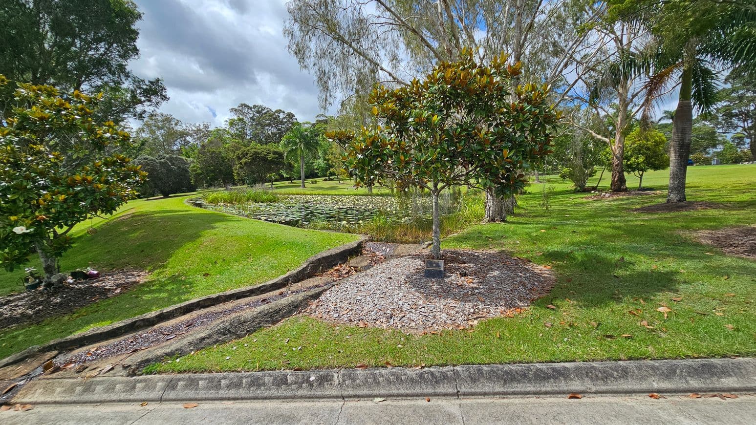 A park scene with a small tree in the foreground, surrounded by a patch of gravel and mulch. To the left, a larger tree with dense foliage. In the background, a pond filled with lily pads is visible, bordered by grass and more trees, including a palm tree. The ground is grassy, and a concrete kerb runs along the bottom edge of the image.
