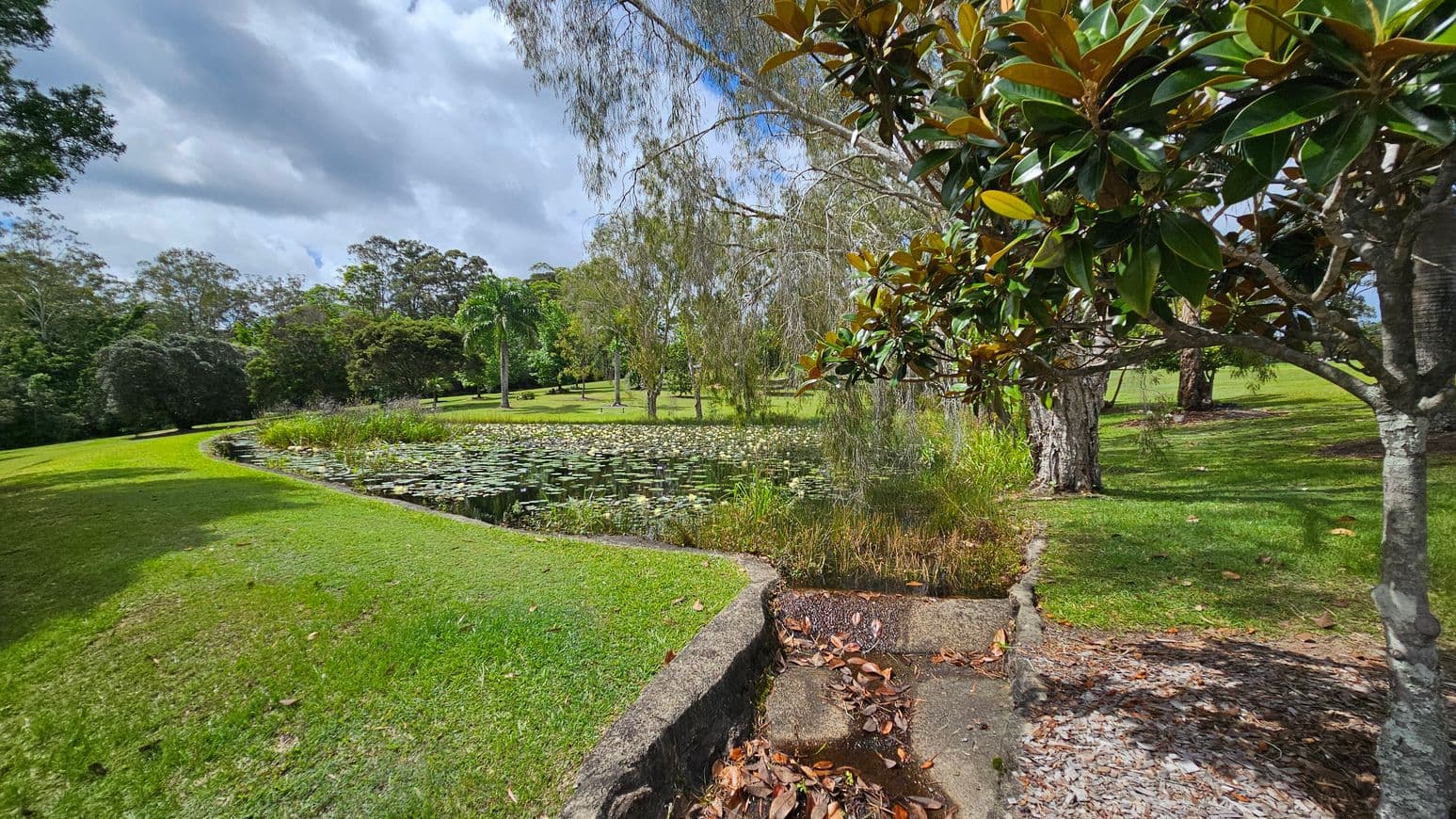 A serene park scene with a pond in the centre, covered in lily pads. On the right, a tree with glossy green leaves stands near the water's edge. The foreground has a concrete path with scattered dry leaves. In the background, various trees, including a palm, are spread across the grassy landscape. The sky is overcast, casting soft shadows on the ground.