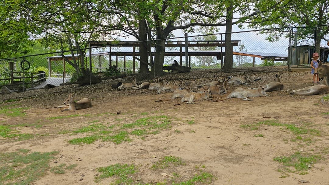 Closer look at the Kangaroos. Several kangaroos are on the right side. Tall barriers around the area are prominent at the rear. The area features a visibly lying down on the ground under the gum trees. A little girl is visibly feeding a kangaroo  sloping hill with firm ground and few grasses.