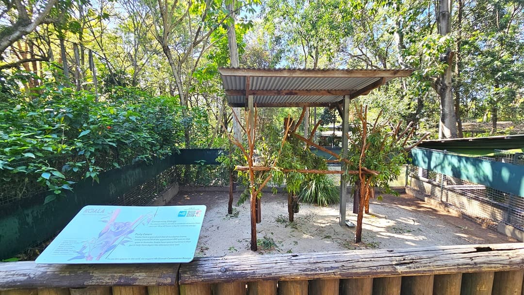 A closer look at a Koala enclosure. An informative sign detailing information about Koalas is prominently displayed atop a wooden fence. A combination of steel fences and green steel walls encloses the area. Underneath a corrugated roof, wooden branches and leaves are prominently featured. To the left, a lush section adorned with various ornaments is clearly visible.