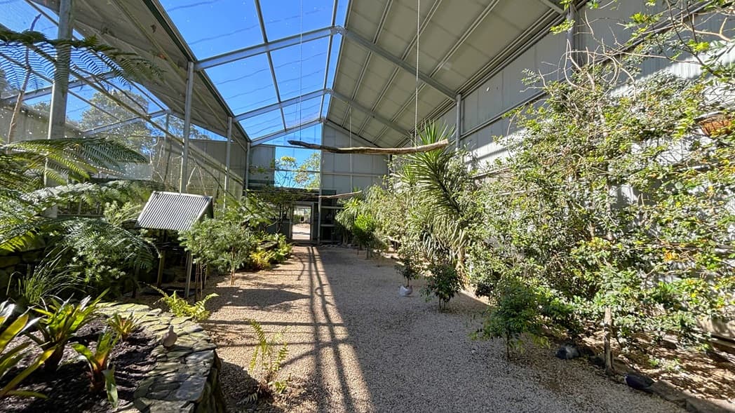 On the left, there are tall ferns, a small corrugated metal shelter, and a stone wall with plants at its base. On the right, there are various tall plants and shrubs growing along a metal wall. In the middle, a gravel path leads to a doorway at the far end. The background includes the interior of the enclosure with metal walls and a doorway. The ceiling is made of corrugated metal supported by green metal beams, with mesh panels and the floor is covered with gravel.