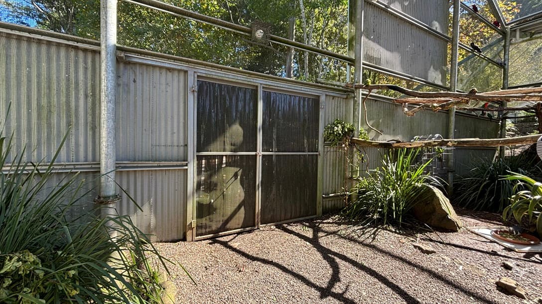 On the left, there are tall green plants growing along a corrugated metal wall. In the middle, there is a mesh double door set within the metal wall. On the right, there are more tall plants, a large rock, and several wooden branches attached to the metal wall, creating perches. The background includes the corrugated metal wall and additional mesh panels. The ceiling is made of metal beams and mesh panels. The floor is covered with gravel.