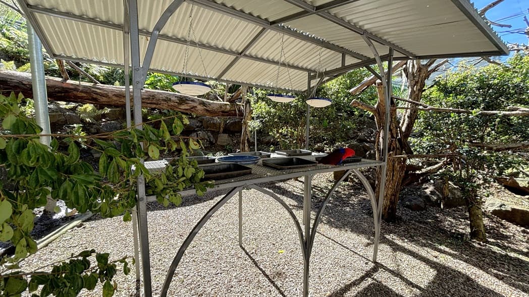 On the left, there are green leafy plants and a metal structure with a corrugated metal roof. In the middle, there are several trays and dishes on a metal table under the roof, with a red and black bird perched on the right side of the table. On the right, there are more leafy plants and branches. The background includes a stone wall with wooden logs and dense foliage. The floor is covered with gravel, and the ceiling is made of corrugated metal supported by metal beams.