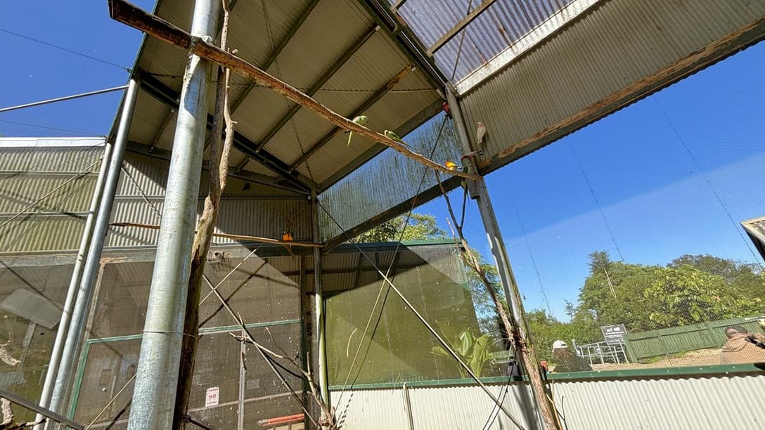 On the left, there are tall metal beams supporting a corrugated metal roof and mesh panels. In the middle, there are several branches attached to the beams, with a few birds perched on them. On the right, there is a green corrugated metal wall with mesh panels above it. The background includes more metal beams and mesh panels, with some trees visible through the mesh. The floor is not visible, and the ceiling is made of corrugated metal and mesh panels supported by metal beams.