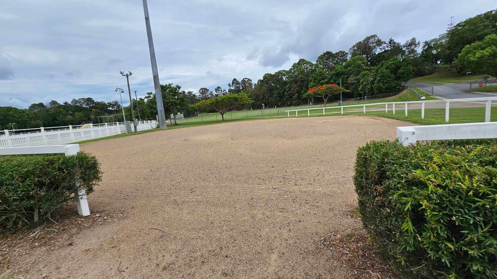 A sandy equestrian arena is bordered by a white fence and a neatly trimmed hedge in the foreground. In the background, there are several trees, some with green foliage and others with red flowers. A tall light pole stands to the left, and a paved road curves through the grassy area on the right. The scene is surrounded by more trees and open green spaces.