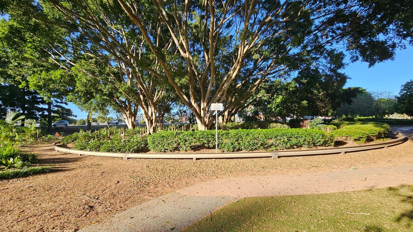 A large tree with multiple trunks and dense green foliage is in the centre, surrounded by a circular garden bed with neatly trimmed bushes. A signpost is visible in front of the tree. The ground is covered with dry leaves and a dirt path curves around the garden bed. In the background, there are more trees and a few parked cars on a road. The scene is well-lit, suggesting a sunny day.
