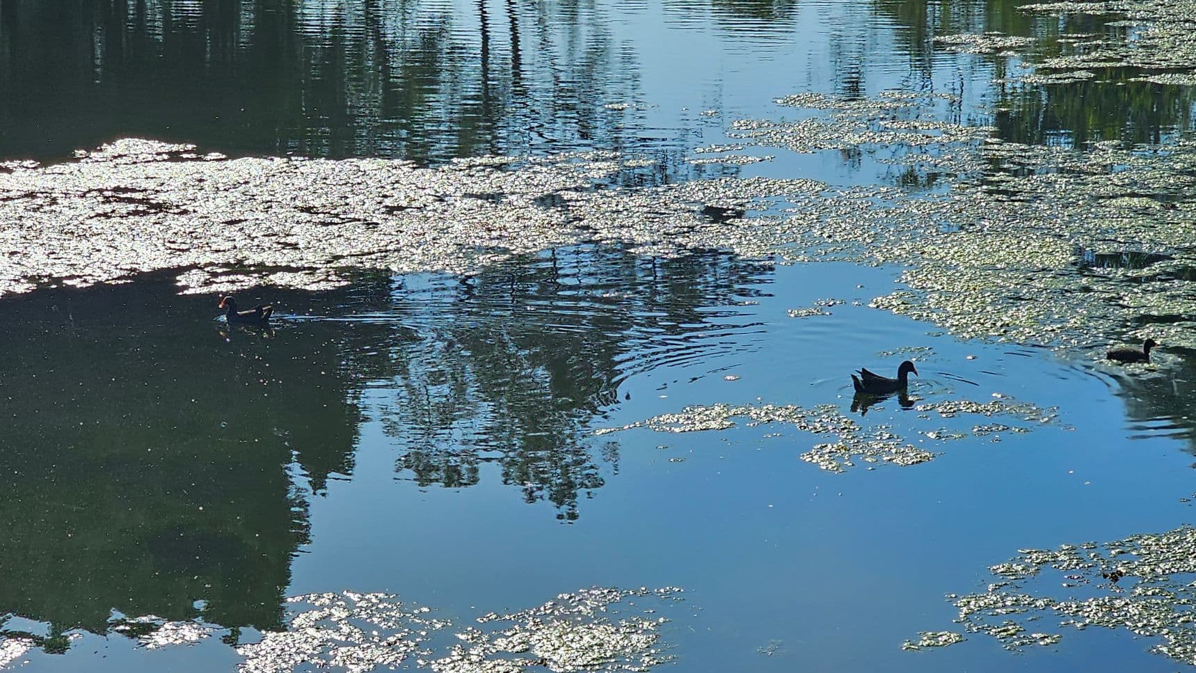 A serene pond with patches of floating vegetation reflecting sunlight. Three ducks are swimming, with one in the centre and two more towards the left and right. The water reflects the silhouettes of trees, creating a mirrored effect. The surface is dotted with shimmering light from the sun, adding a sparkling texture to the scene.