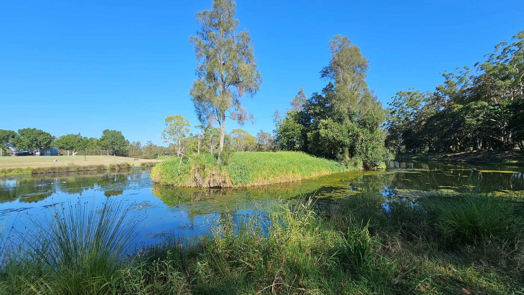 A tranquil pond with clear blue water reflecting the surrounding greenery. In the centre, a small island is covered with lush grass and tall trees. On the left, a grassy field with a few scattered trees and a person walking in the distance. On the right, dense trees create a wooded area. The foreground features tall grasses and reeds along the water's edge.