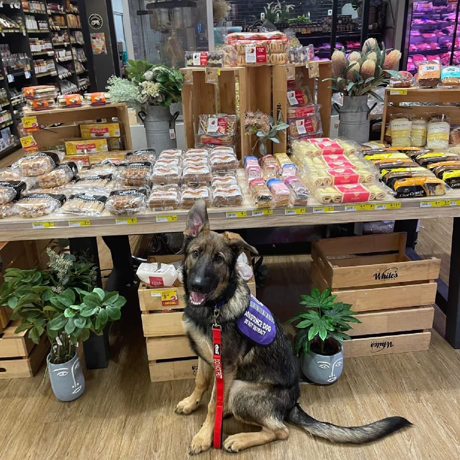A dog wearing a purple vest sits by a store shelf of snacks and goods.