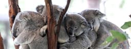 Lone Pine Koala Sanctuary logo