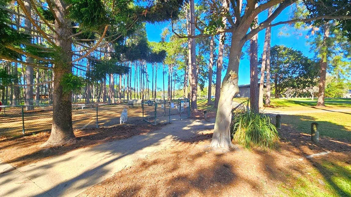 Tall trees with dense foliage are scattered throughout the scene, casting shadows on the ground. A chain-link fence encloses an area on the left, with a white dog standing near it. A paved path runs through the middle, bordered by grass and patches of dirt. In the background, more trees and a building are visible. The ground is covered with fallen leaves and pine needles, and there are some small plants near the base of a tree on the right.