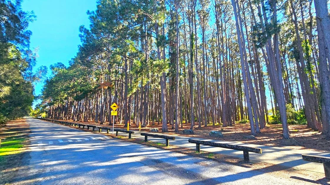 A road runs through a forest of tall, slender trees on the right, casting long shadows on the ground. A yellow speed limit sign indicating 20 is visible on the right side of the road. Wooden barriers line the roadside. The left side of the road is bordered by more trees, creating a dense canopy. The ground is covered with fallen leaves and pine needles, and the sky is clear and blue.