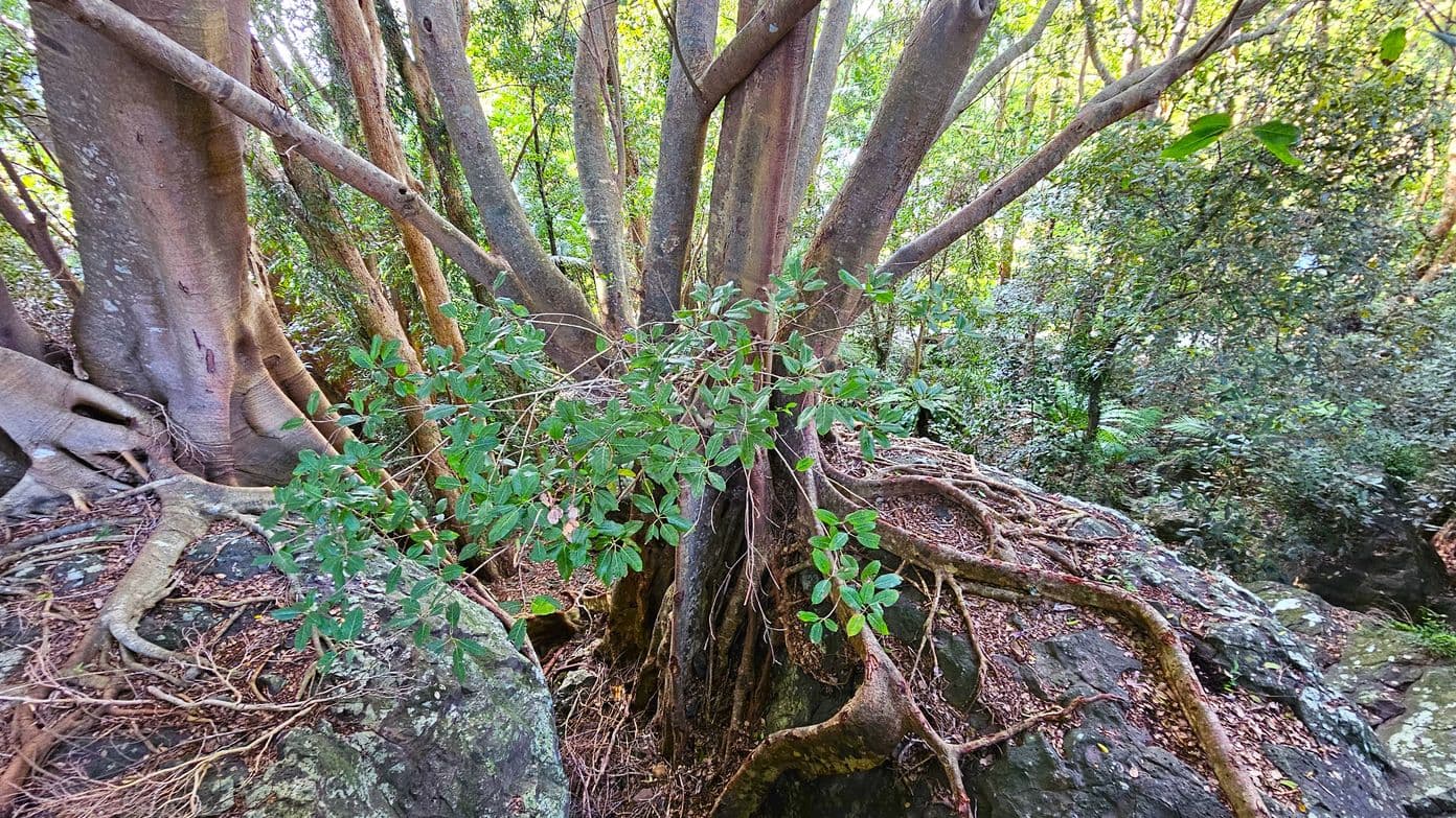 A large tree with multiple trunks and extensive roots is growing over rocks. The tree's bark is smooth and greyish-brown, with some roots sprawling across the rocky surface. Green leaves are visible on the branches, and the surrounding area is dense with other trees and foliage. The ground is covered with dry leaves and twigs, and the scene is set in a lush forest environment.