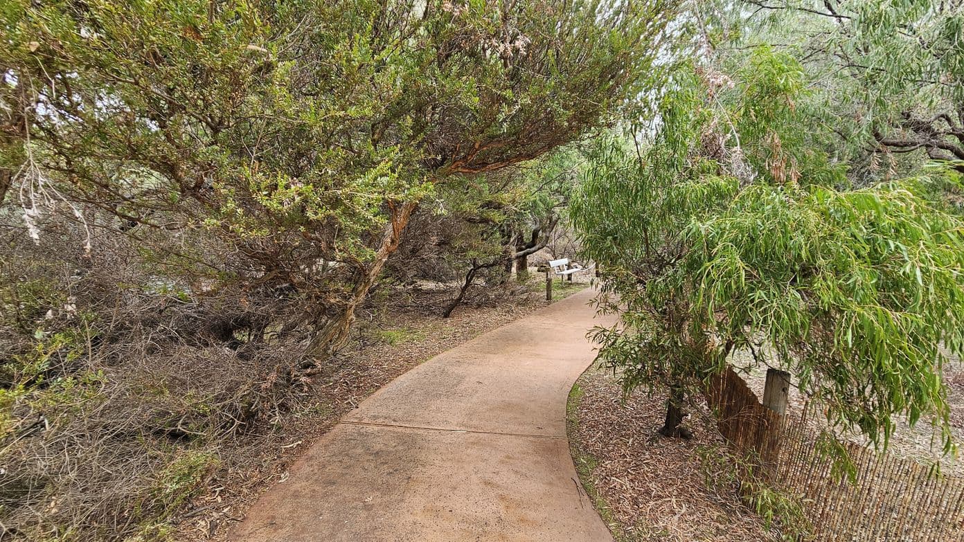 A winding, paved path runs through a dense area of trees and shrubs. On the left, there are thick, bushy plants with brown and green foliage. On the right, more greenery is visible, with a wooden fence partially obscured by the vegetation. In the distance, a white bench is situated along the path, surrounded by more trees. The ground is covered with fallen leaves and twigs.