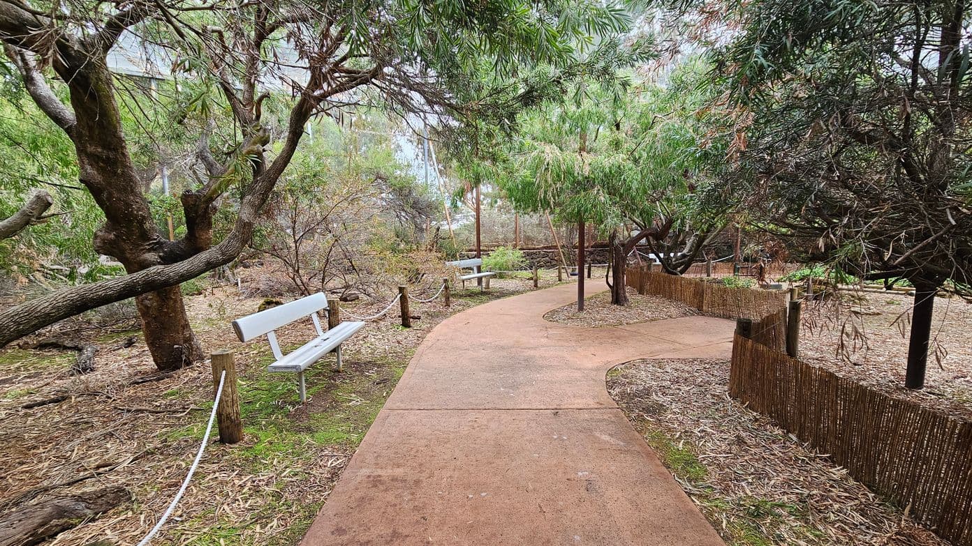 A winding path made of reddish-brown concrete runs through a wooded area. On the left, a white bench is positioned beside a large, gnarled tree. The ground is covered with dry leaves and sparse grass. On the right, another bench is visible further down the path, with a low wooden fence separating the path from more trees and shrubs. The area is densely populated with trees, creating a canopy overhead.