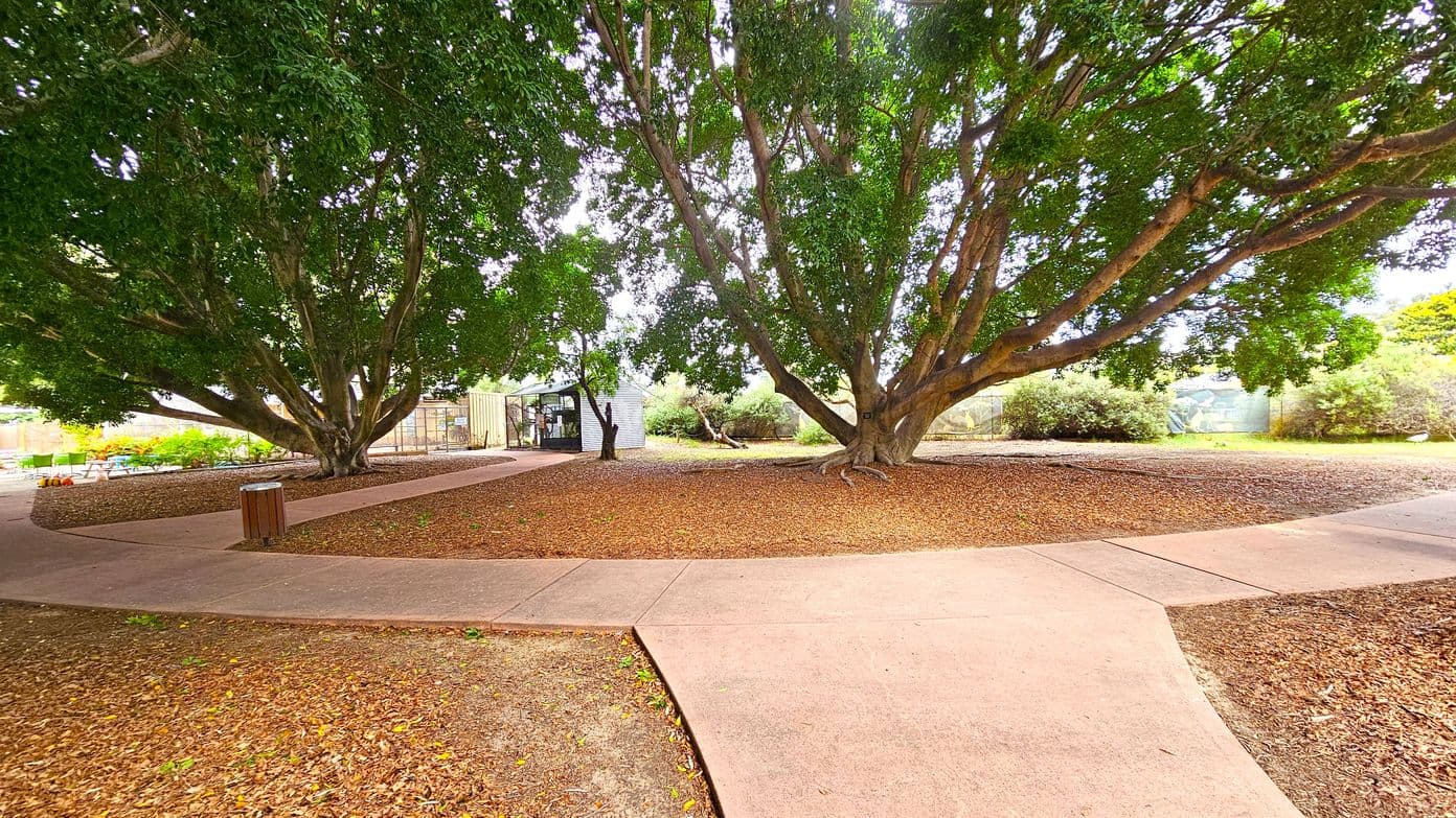 A large tree with a thick trunk and sprawling branches dominates the centre, surrounded by a layer of fallen leaves. A paved path curves around the tree, leading to a small structure on the left, partially obscured by foliage. The background features dense shrubs and greenery. A wooden bin is positioned near the path. The ground is covered with a mix of soil and leaves, and the area is well-shaded by the tree's canopy.
