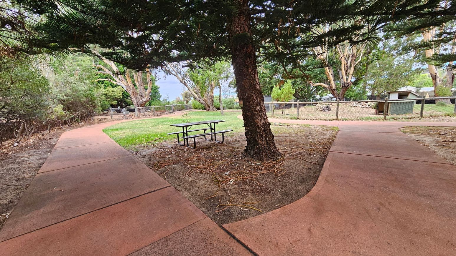 A park scene with a large tree in the centre, surrounded by a circular path. A picnic table is positioned near the tree on a patch of grass. The path is reddish-brown and curves around the tree. In the background, there are more trees and a fenced area with a small structure. The ground is covered with fallen leaves and twigs.
