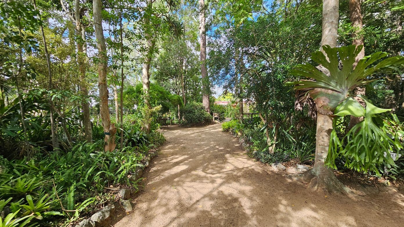 A dirt path winds through a lush, green forest. On the left, dense foliage and ferns line the path, with tall trees providing shade. On the right, a large tree features a prominent staghorn fern attached to its trunk. The background reveals more trees and greenery, with a hint of a structure partially visible through the foliage. Dappled sunlight filters through the canopy, creating patterns on the ground.