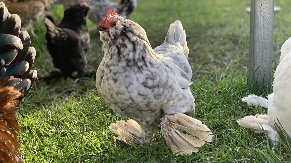 In the midst of green grass stands a white chicken with a Belgian D’uccle bantams breed. It has feathery feet. To its right is a metal pole and a white chicken, while to its left is a brown chicken. Additional chickens are seen in the background.
