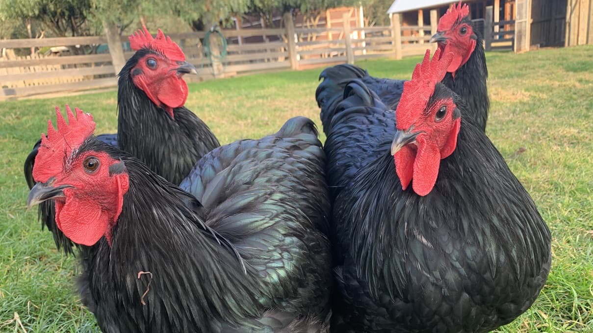 Four black Australorp chickens with shiny feathers, red wattles, and combs stand clustered together in green grass. Behind them is a wooden fence, trees, and an animal shed.