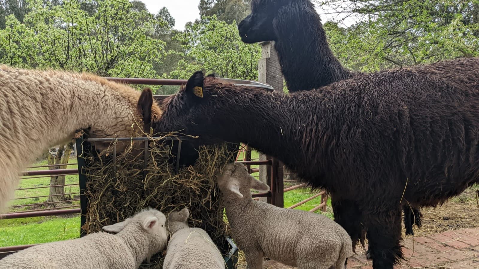 Three adult alpacas, two black on the right and one light brown on the left, stand beside three greyish baby alpacas. They feed from a metal trough filled with grass. Tall trees, grass, and a metal fence border the area.