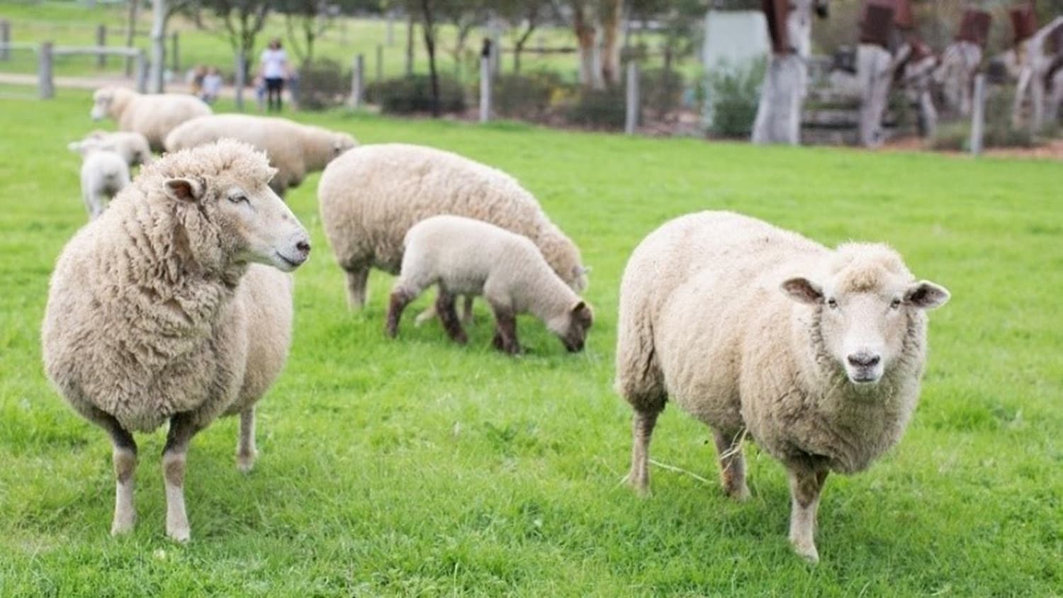 A flock of white adult and baby sheep grazes on green grass within a fenced area, accompanied by trees. Visitors observing the animals are visible in the background.