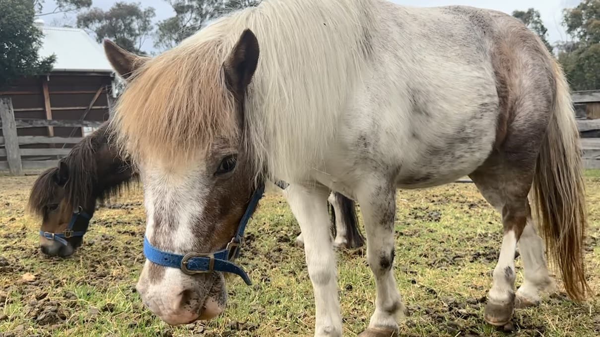 A white pony with a blue bridle stands on green grass, while a black pony feeds behind it. The area is secured by a wooden fence, with trees visible in the background.
