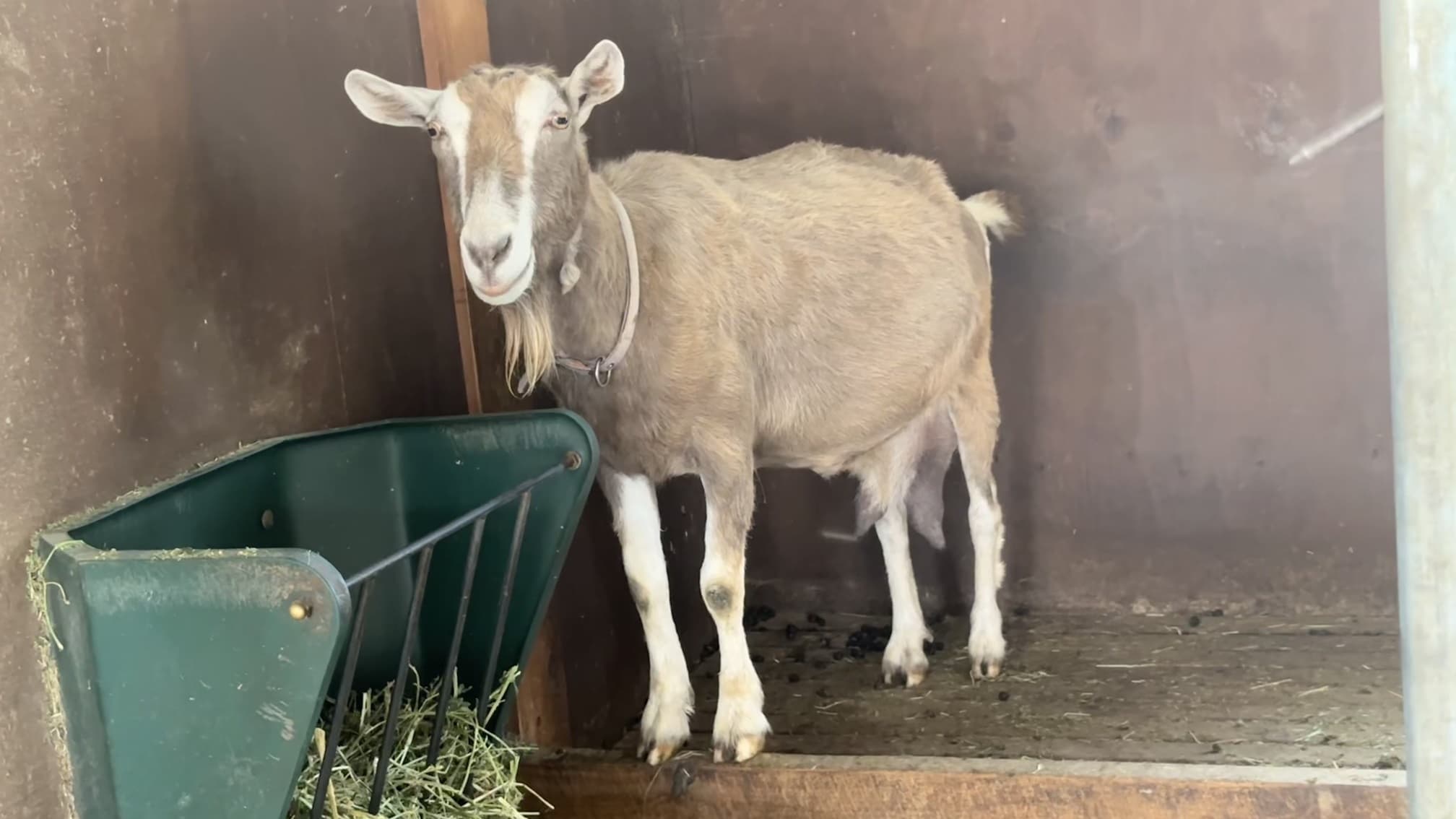 A brownish goat with a white leather collar stands against a grey wall, with a green feeding trough filled with grass in front.