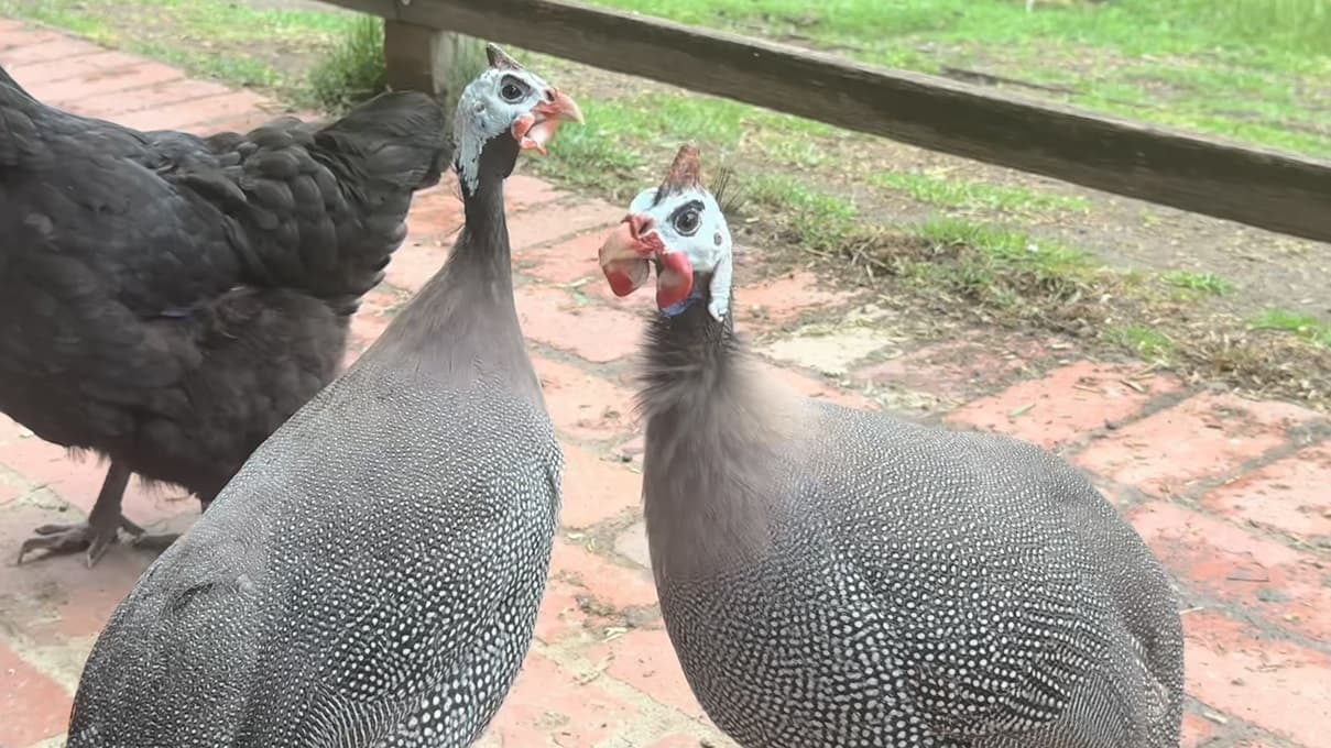 Two guinea fowl with grey speckled feathers stand facing each other on a brick floor. To their left is a black chicken. Behind them is a wooden fence and green grass.