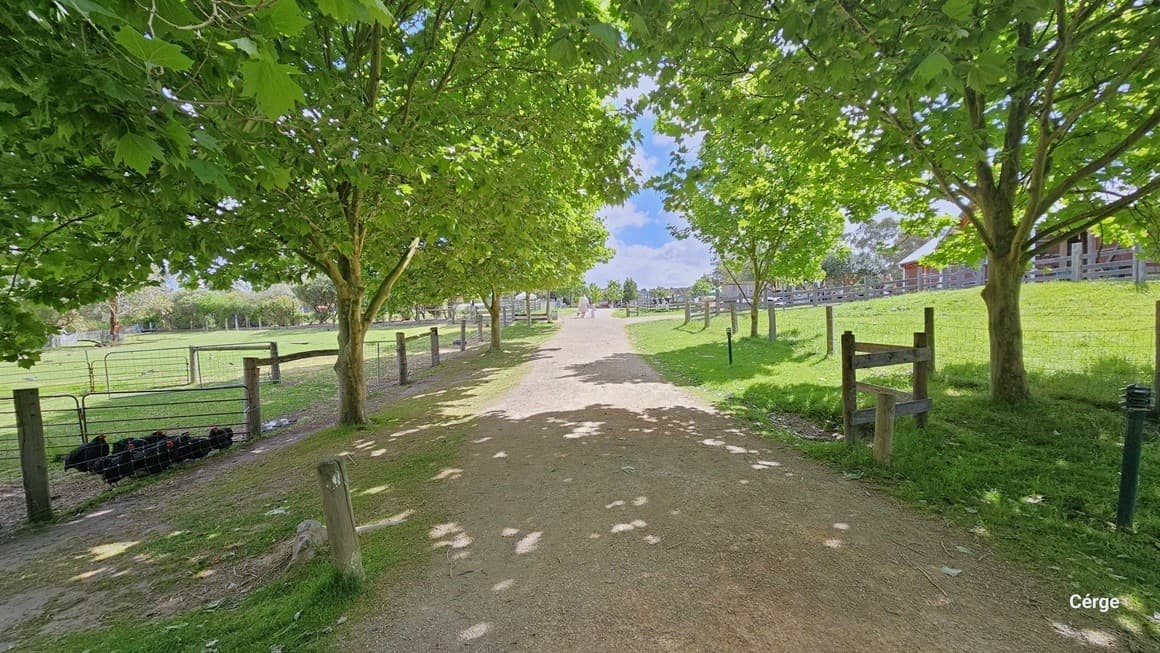 A pathway leading to the farm which is bordered with maple trees and a fence. To the left, there is a flock of black chickens in the corner of the fenced area. To the right, some low black light posts are visible. Further ahead, there is a fenced building on the right.