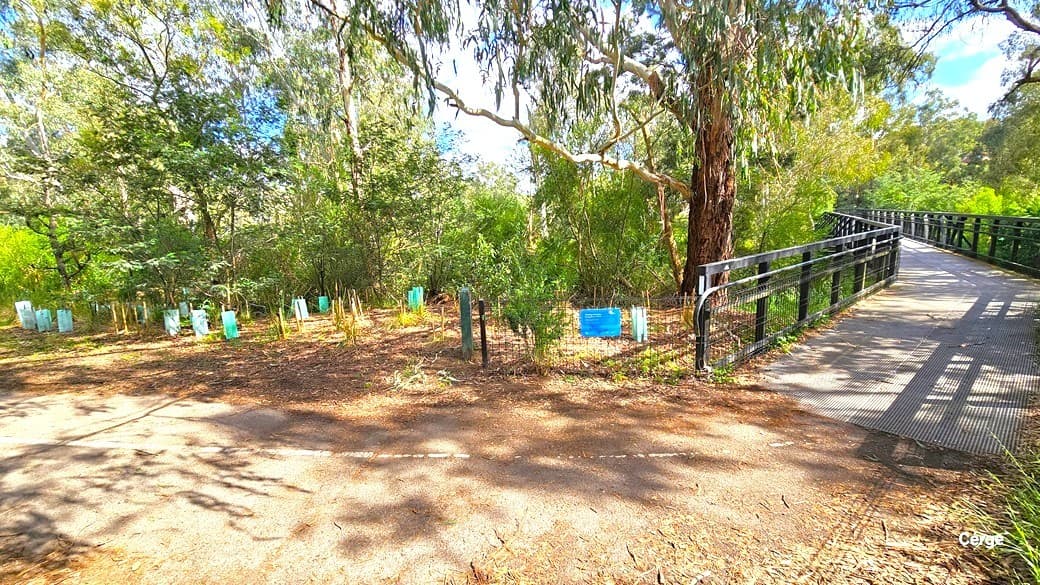 A bridge, with black metal railings, is situated on the right. On the left, a cluster of small trees is enclosed by a green plastic fence. A blue sign is positioned beneath a substantial tree. The surroundings include tall mature trees, bushes, and grass.